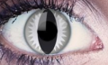 grey dragon.png