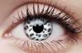 white leopard1.png