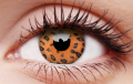 yellow leopard.png