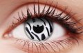 zebra1.png